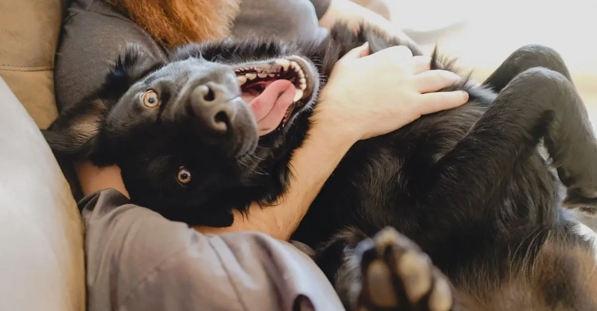 A&M Pet Grooming — Dog Groomers in Auckland
