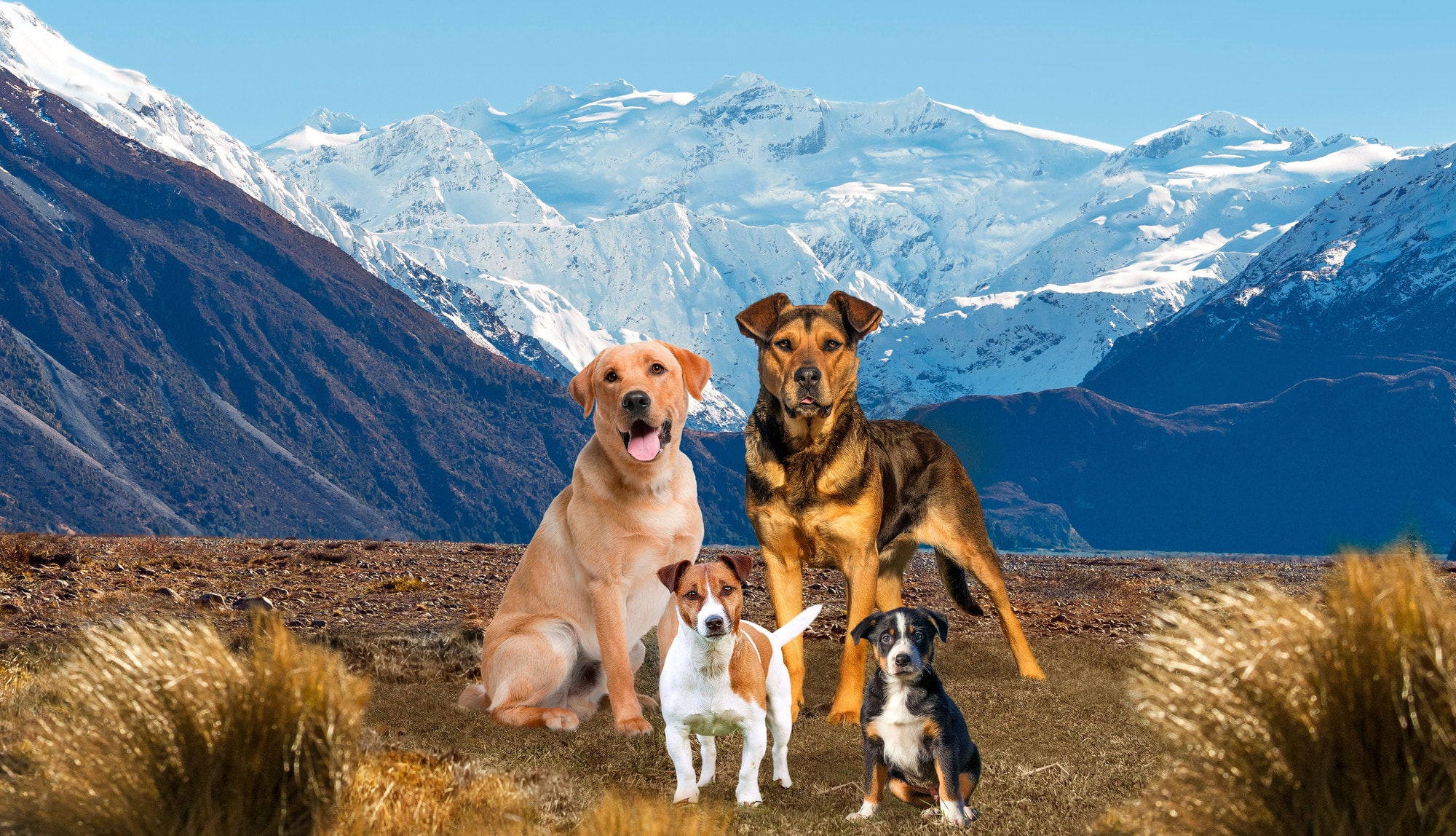 Mighty Mix Otago — Pet Stores in Dunedin