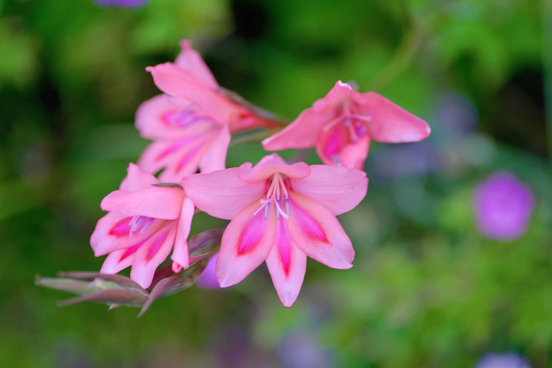 The Lady Gardeners — Gardening Services in Dunedin