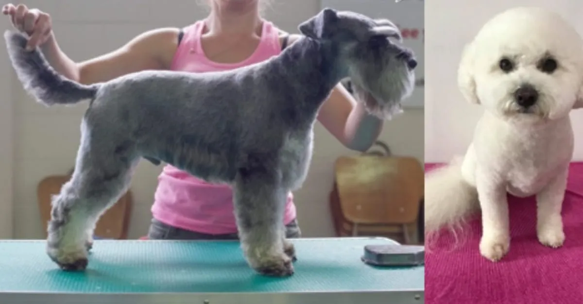 Posh Pups — Dog Groomers in Rangiora