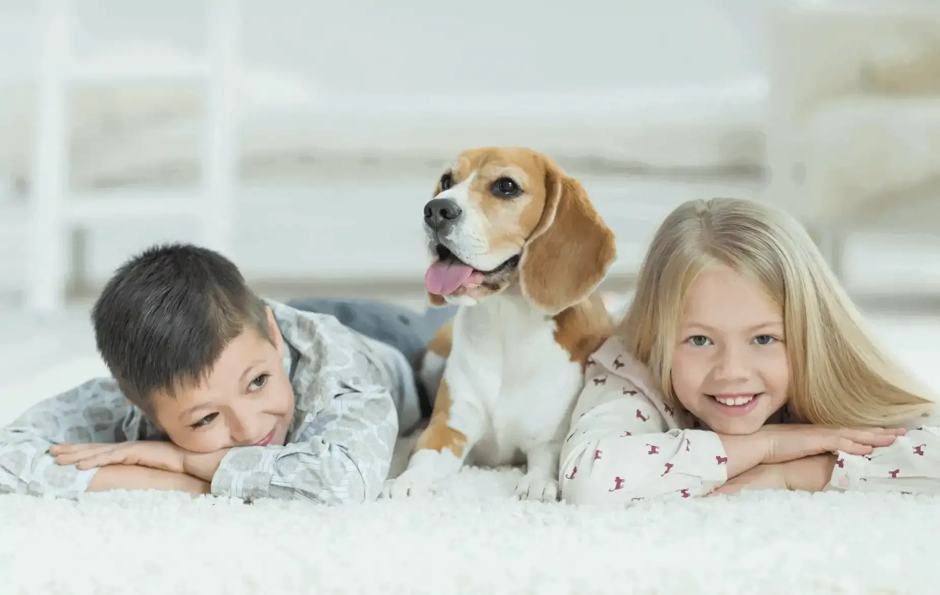 Christchurch Carpet Cleaning — Cleaning Services in Christchurch
