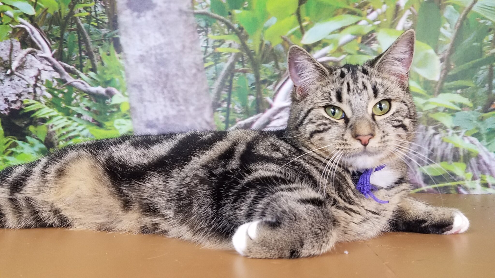 Pakuranga Veterinary Clinic & Cattery — Vets in Auckland