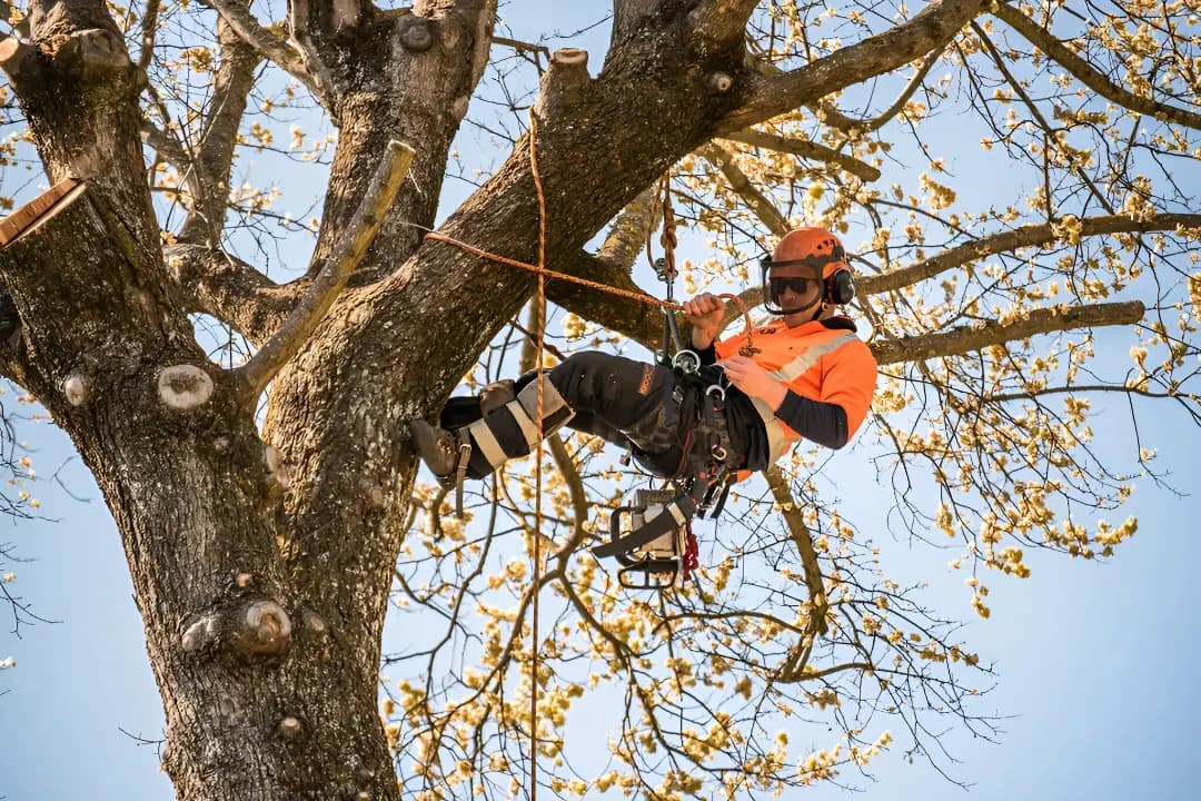 The Tree People — Arborists in Christchurch
