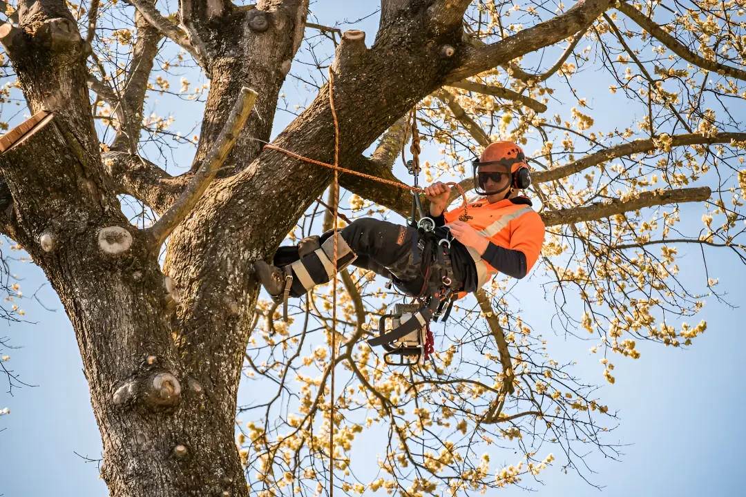 The Tree People — Arborists in Christchurch