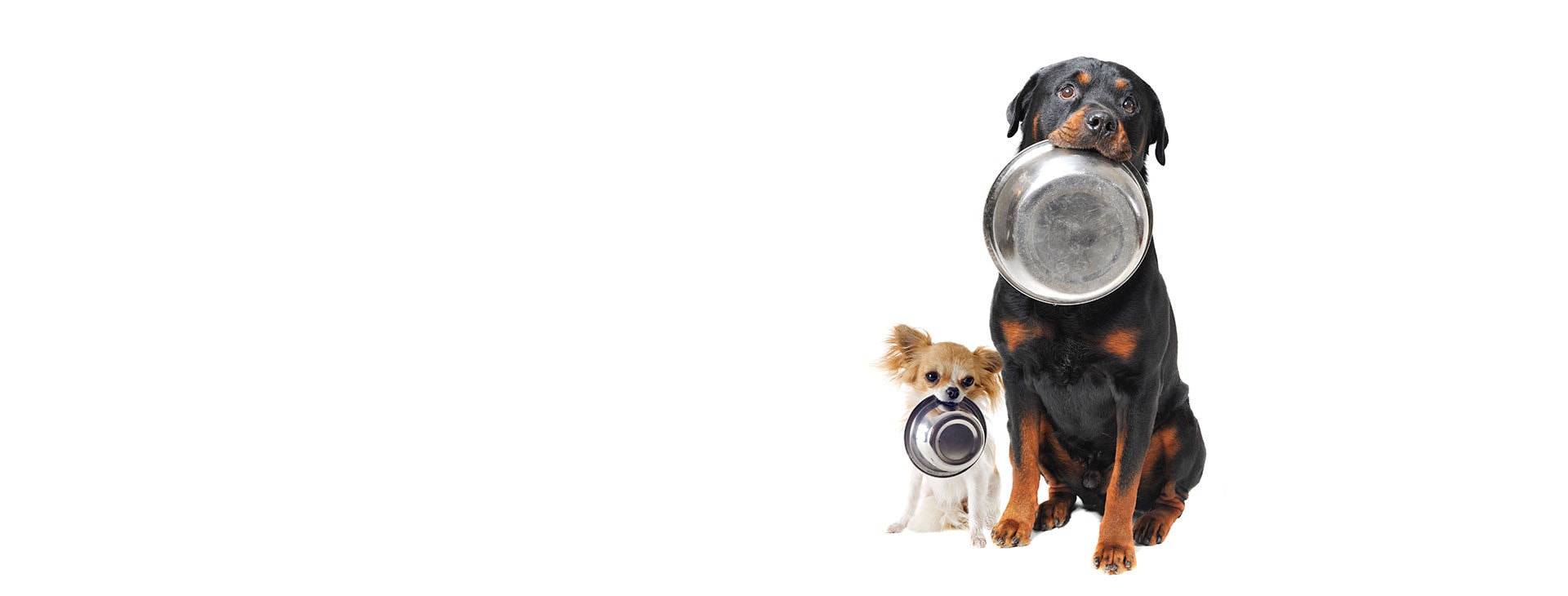 We Deliver Pet Food — Pet Stores in Lower Hutt