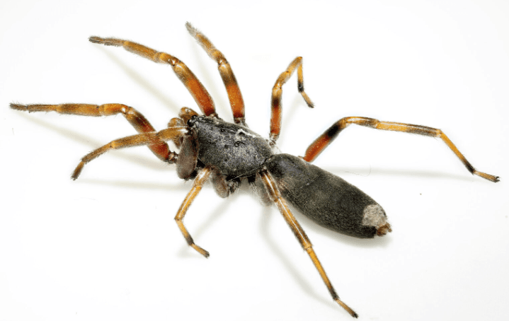 Flybusters Antiants — Pest Control Services in Tauranga