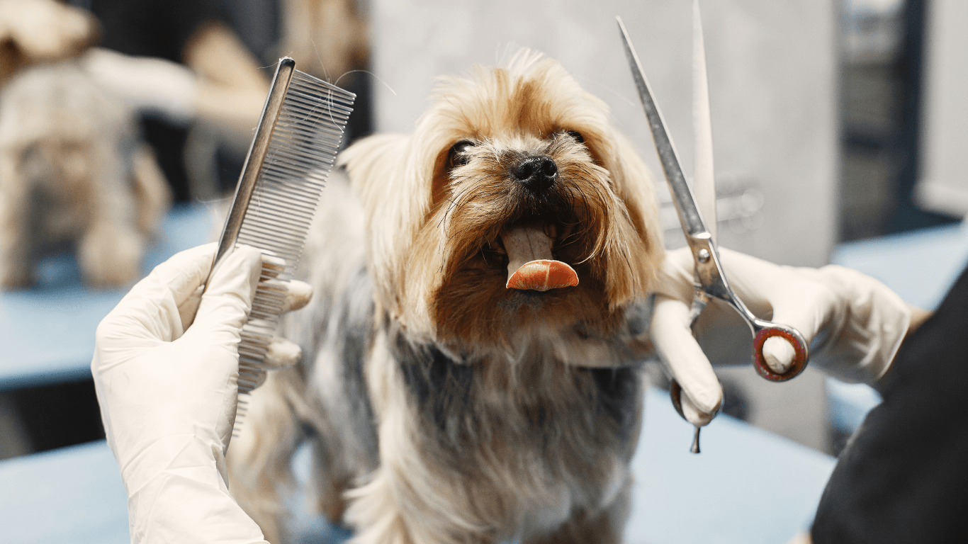 Petcare Shop & Grooming — Dog Groomers in Auckland