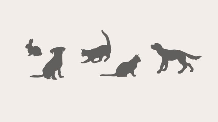 Green Island Veterinary Clinic — Vets in Dunedin