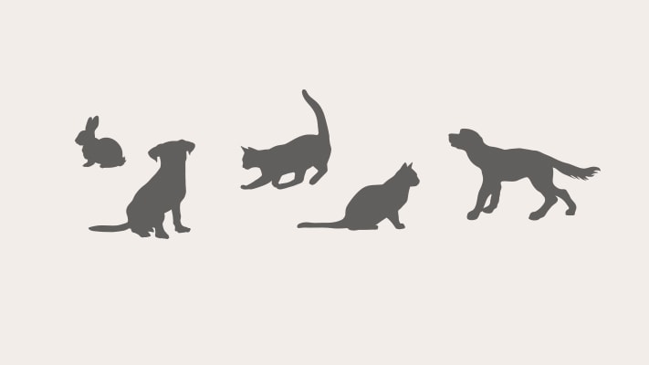 Green Island Veterinary Clinic — Vets in Dunedin