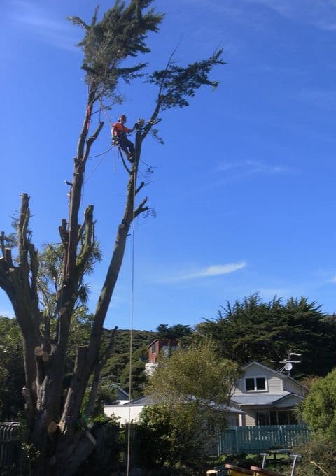 Wellington Tree Services (Trees R) Ltd — Arborists in Wellington
