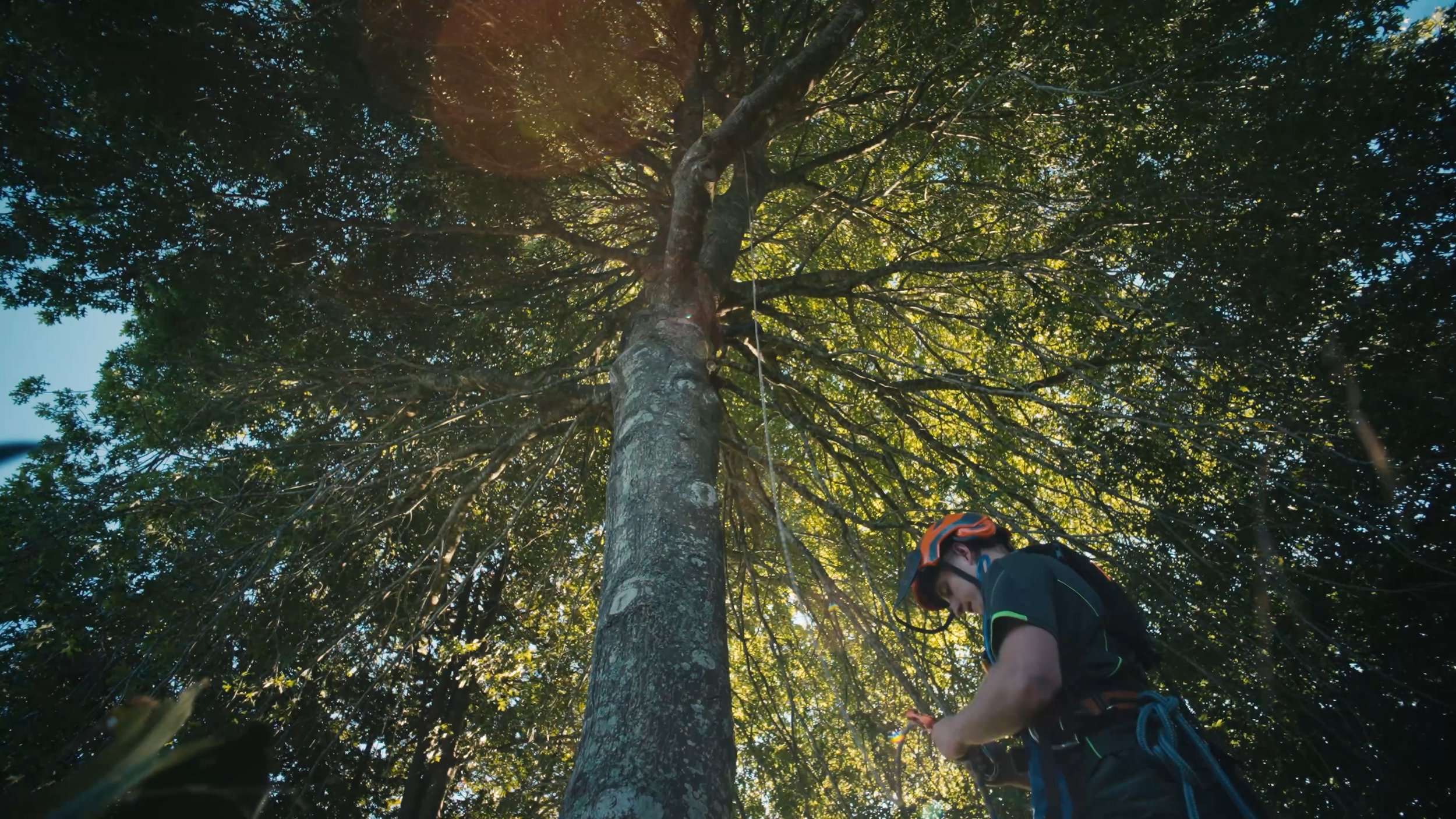 Arbor Care — Arborists in Tauranga