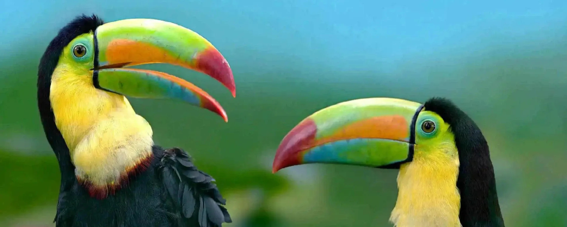 Toucan Media Ltd — Website Designers in Whanganui