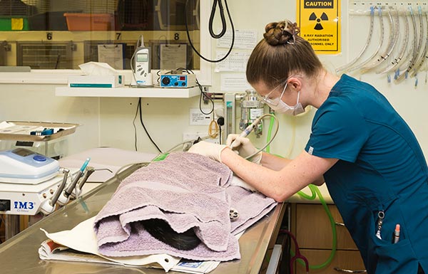 Bucklands Beach Veterinary Clinic — Vets in Auckland