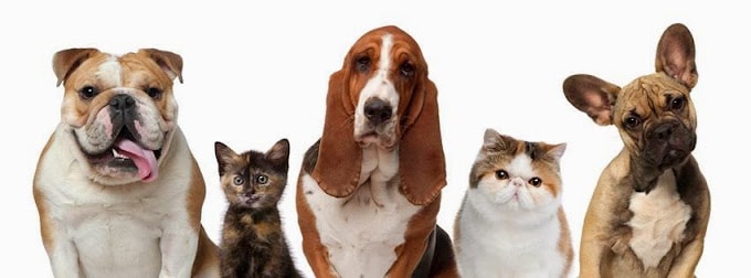 Greenlane Veterinary Centre and Cattery — Vets in Auckland