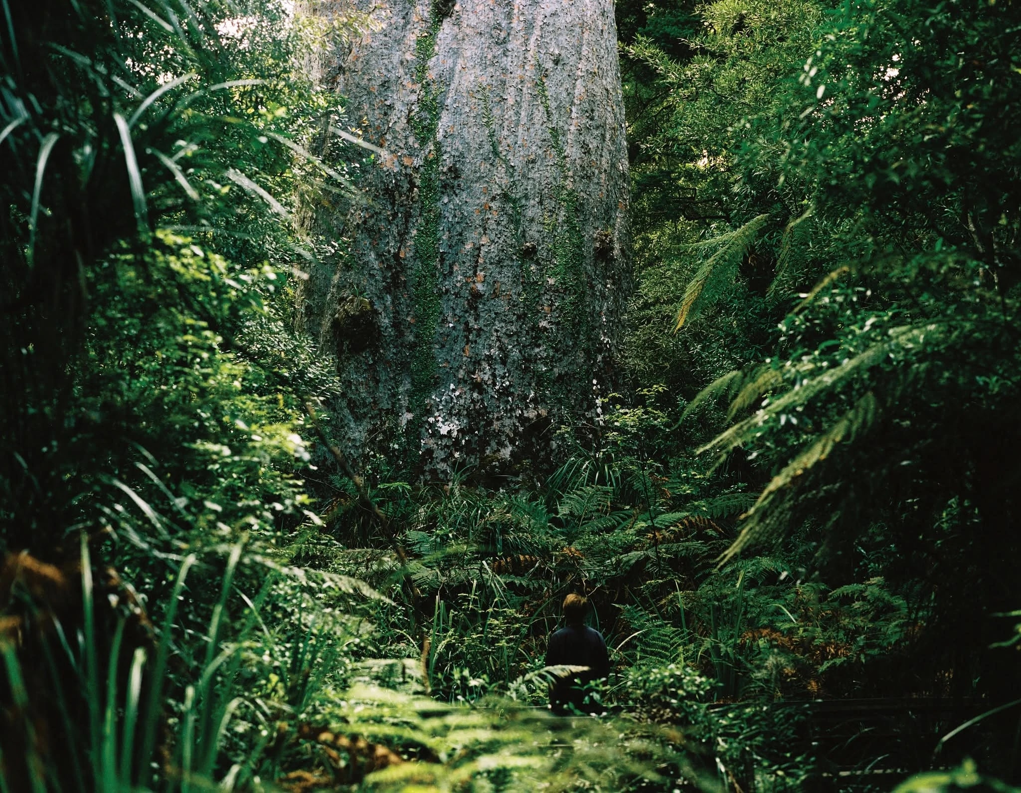Footprints Waipoua — Travel & Tourism in Opononi