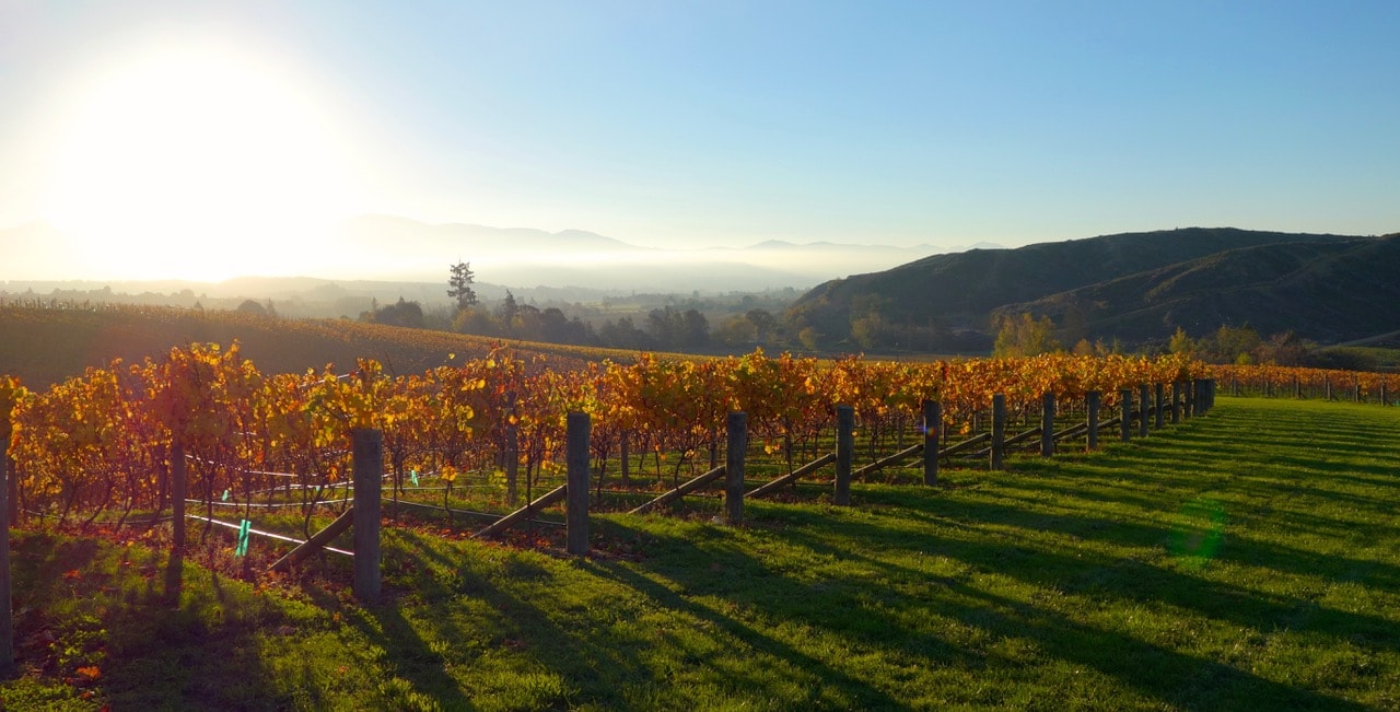 Flaxmore Vineyards — Food & Beverage in Upper Moutere