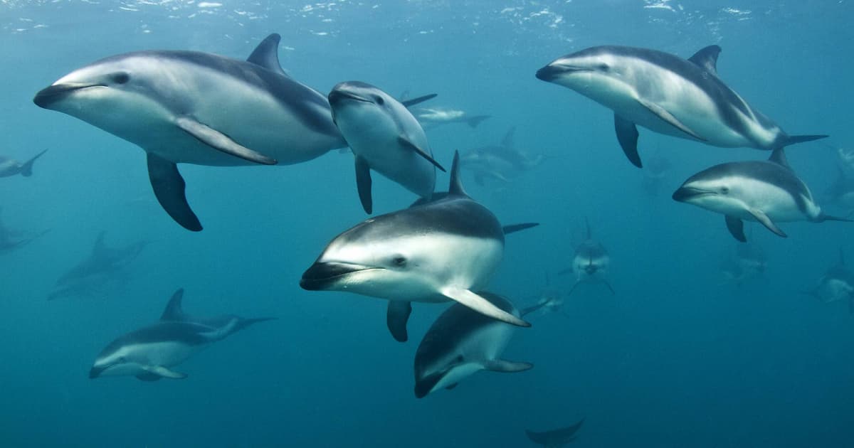 Dolphin Encounter — Café in Kaikōura