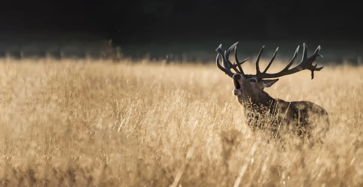 Adventure Hunting — Travel & Tourism in New Zealand