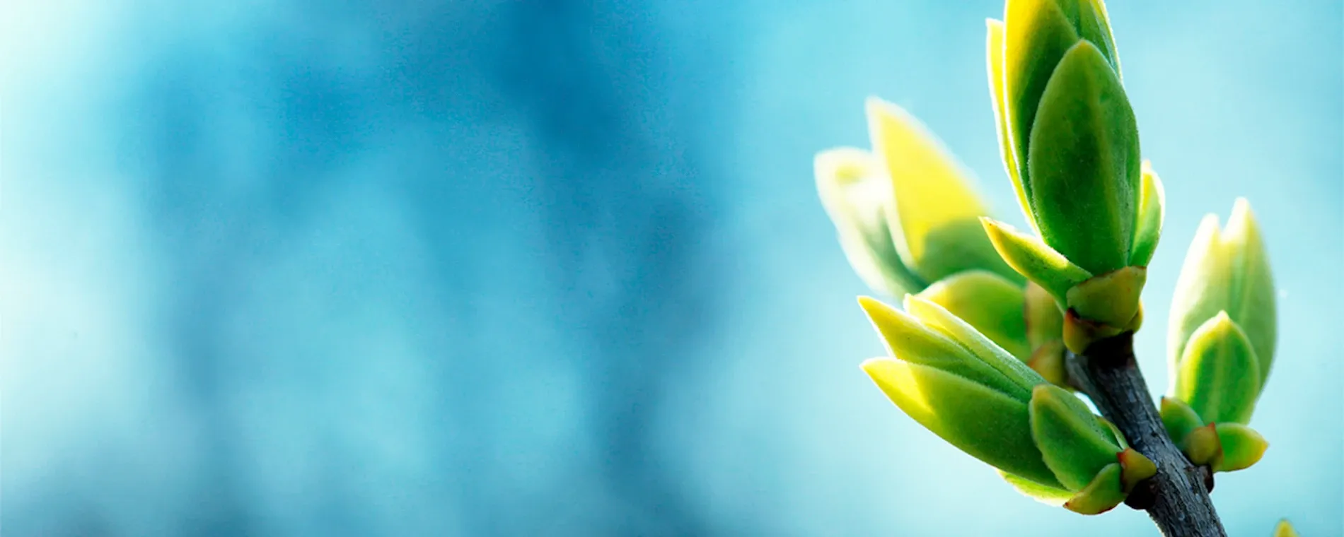Jones Health — Chiropractors in Remuera