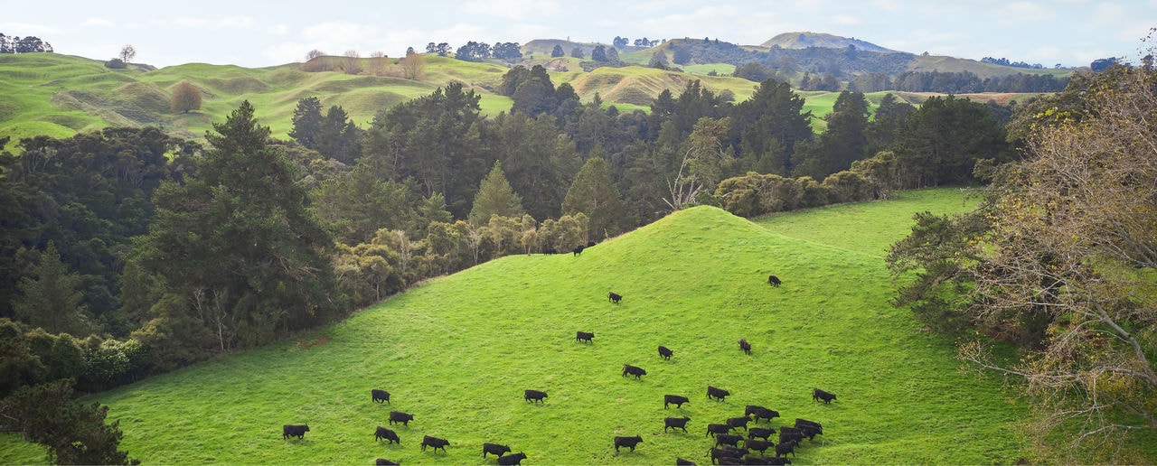 Silver Fern Farms Rotorua — Butchers in Rotorua