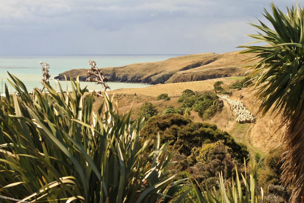 Habitat Restorations Aotearoa Ltd. — Professional Services in Dunedin