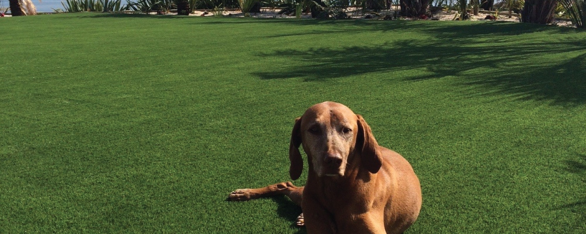 GameOn Turf — Landscaping Services in Auckland
