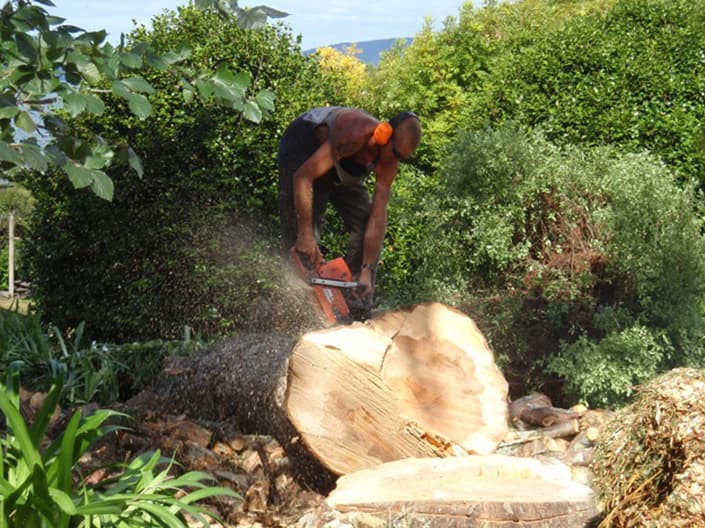 Arborists Auckland — Arborists in Rodney