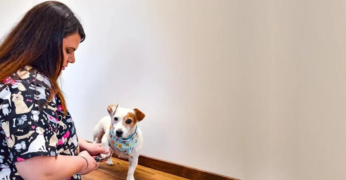 Bark Avenue Grooming — Dog Groomers in Ashburton