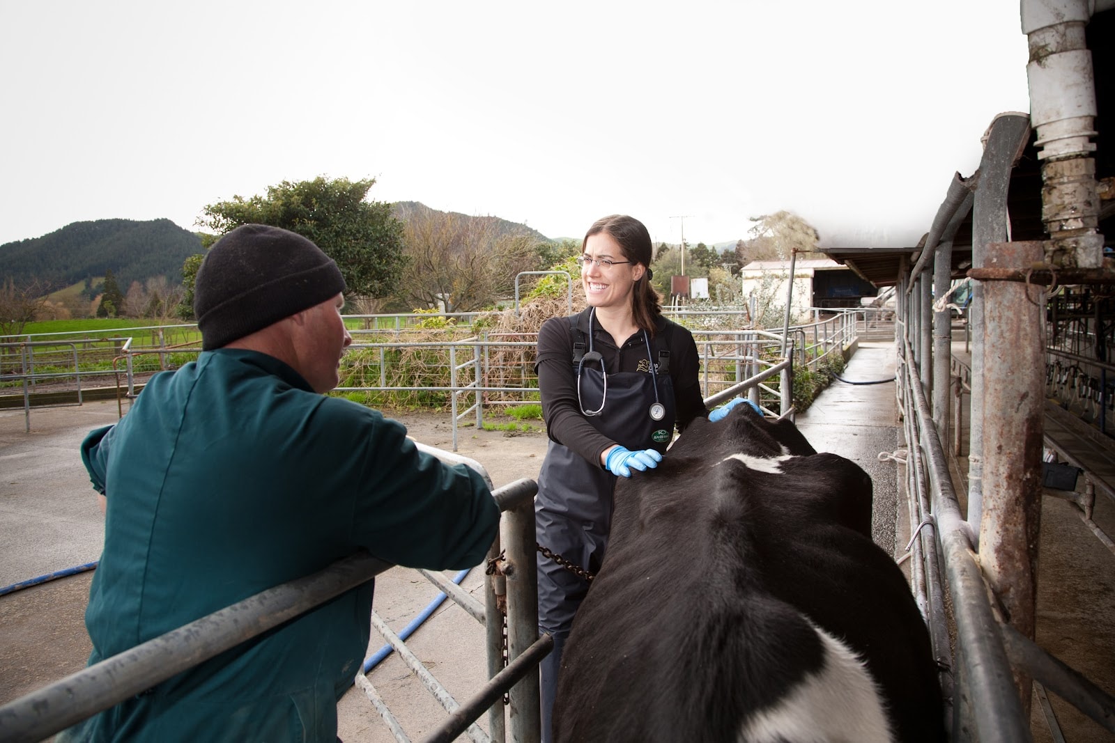 Kaimai Vets Te Aroha — Vets in Auckland