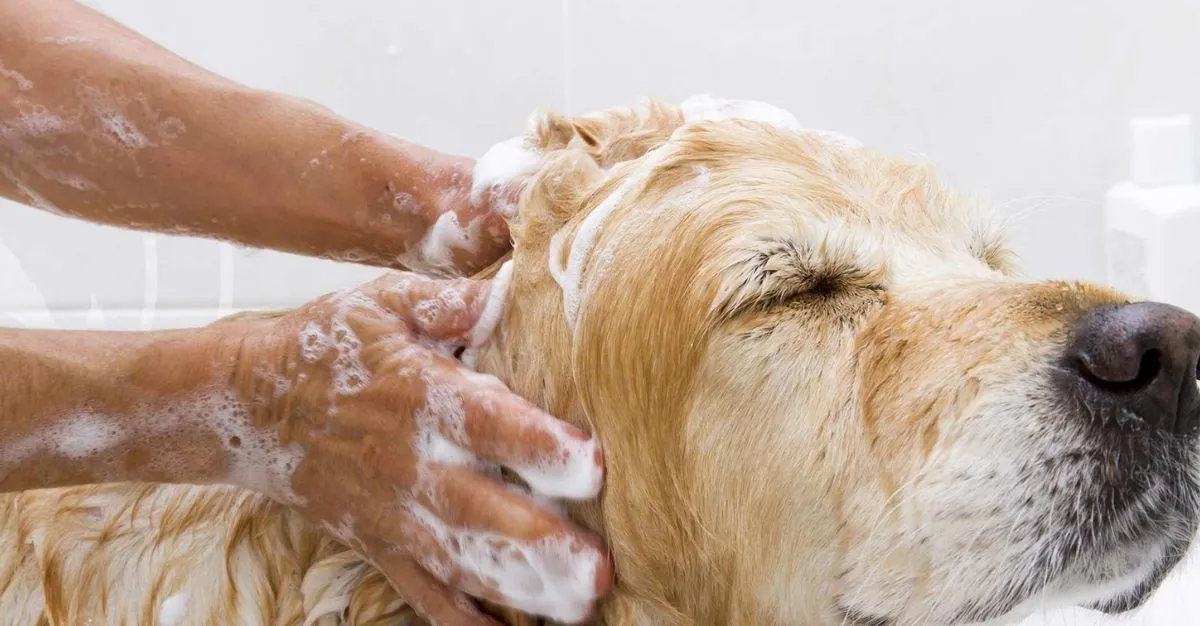 Pets At Whitford Spa & Stay — Dog Groomers in Auckland