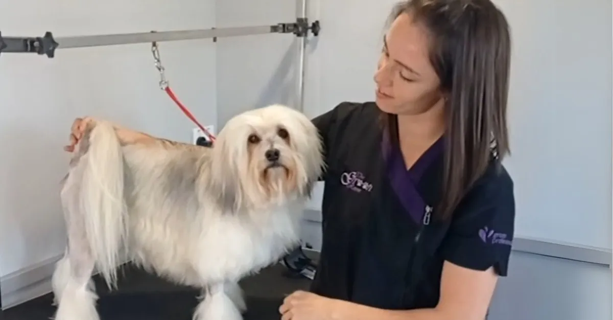 The Groom Room Cambridge — Dog Groomers in Cambridge