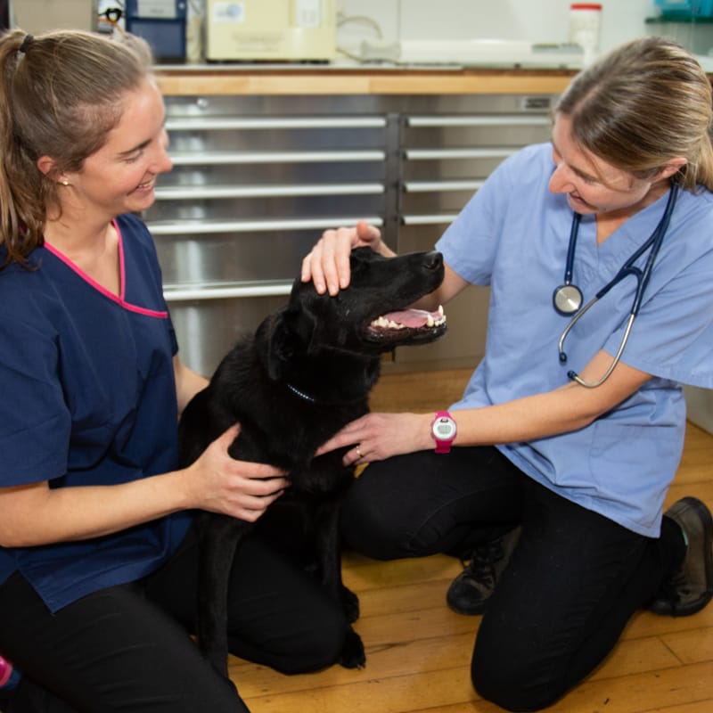 Paws & Claws Veterinary Clinic — Vets in Warkworth