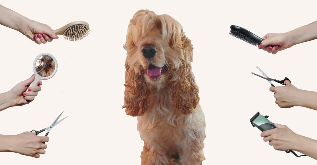 Pooch Loves Grooming