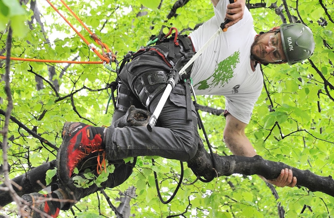 Tree Mechanics — Arborists in Dunedin