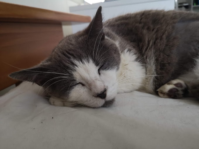 Cat Doctor North Shore — Vets in Auckland