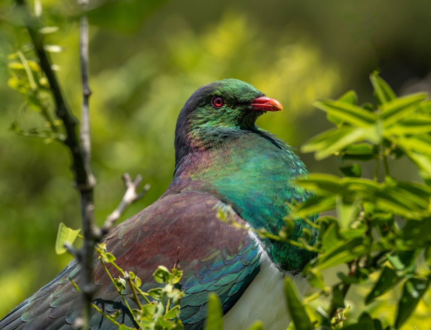 Wairua Conservation — Pest Control Services in Whanganui