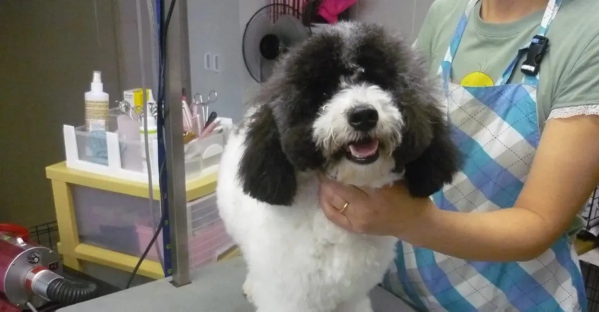 Pampered Pooch — Dog Groomers in Wellington