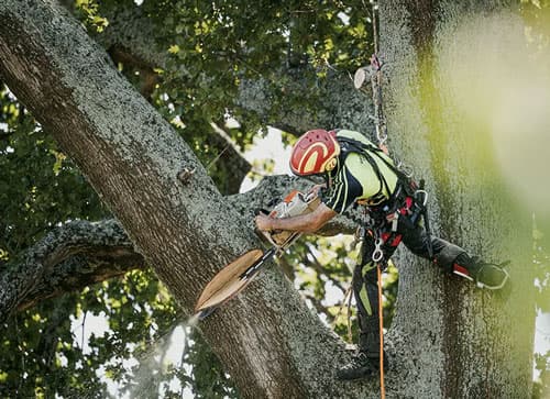 Groundzone Tree Care — Arborists in Hamilton