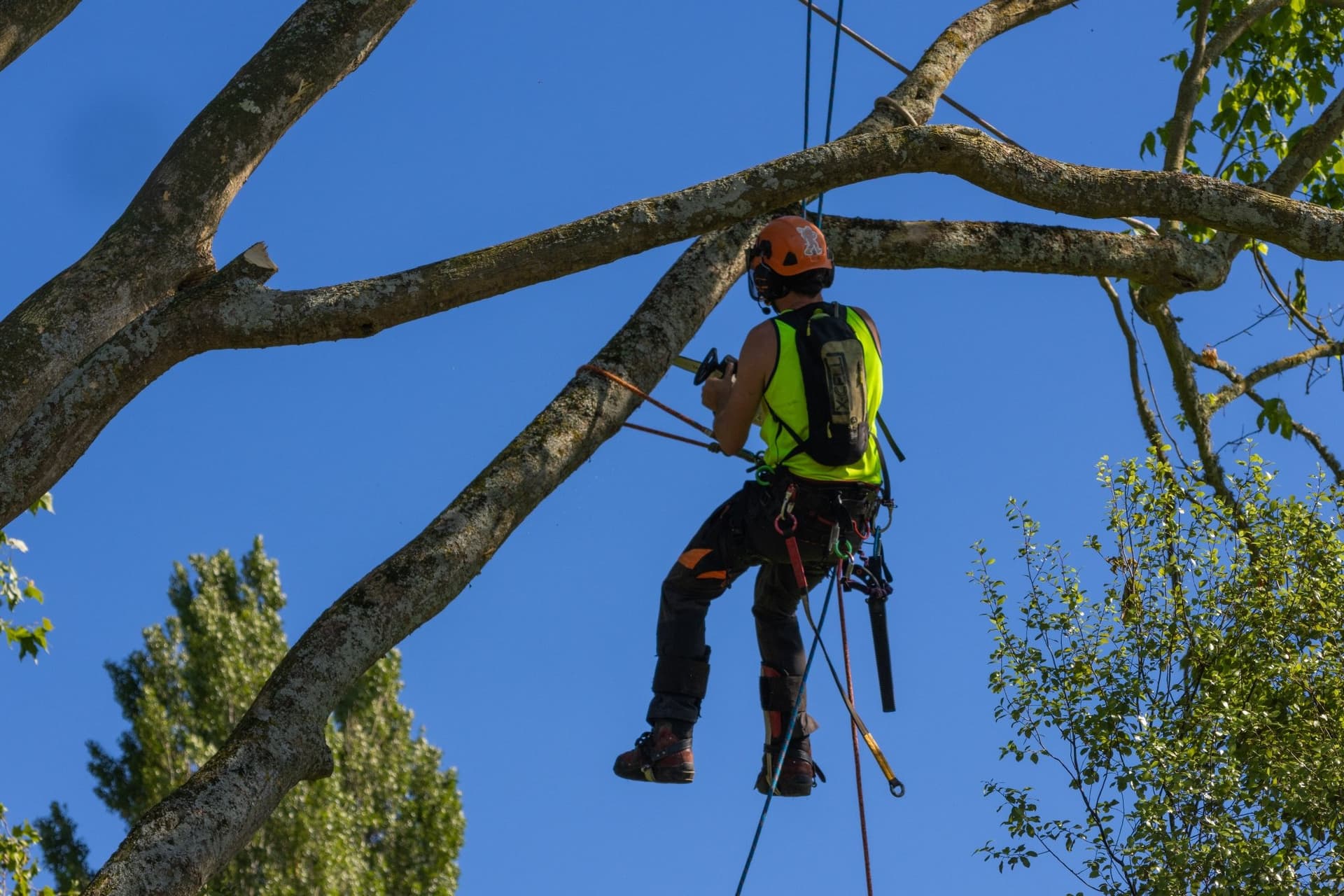 CK Treework — Arborists in Hamilton