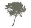 CK Treework