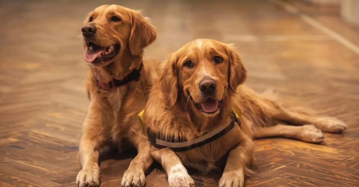 Posh Pets Grooming — Dog Groomers in Lower Hutt