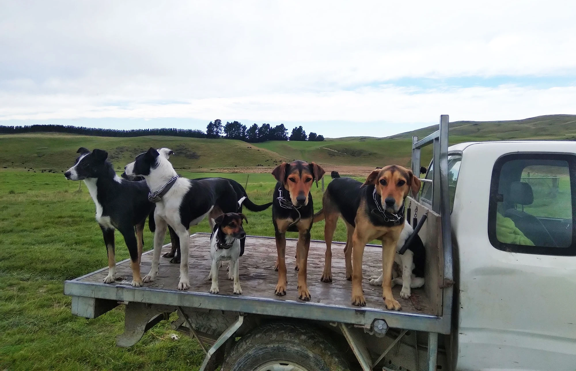 Gateway Vets Ltd — Vets in Geraldine