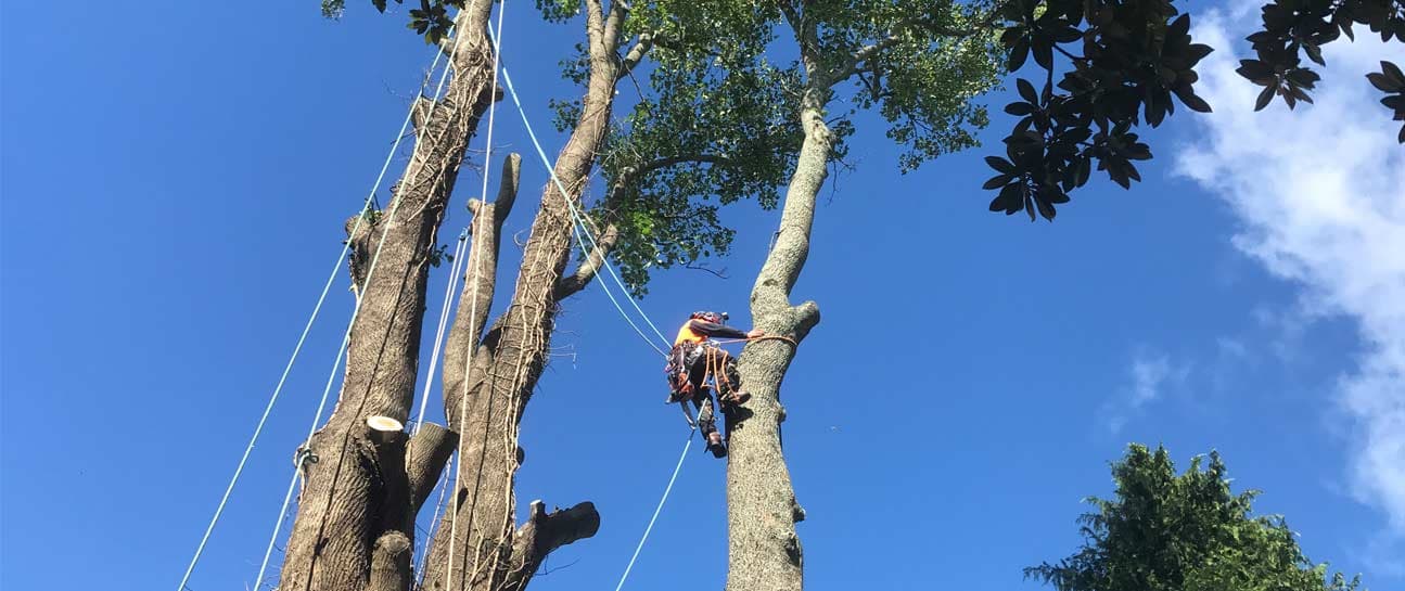 Canopy Arborists — Arborists in Tīrau
