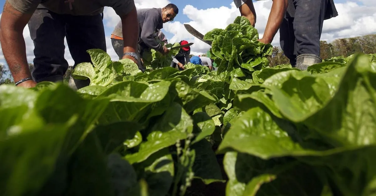 Woodhaven Gardens — Agricultural Services in Levin