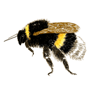Bumble-Bees Art and Crafts