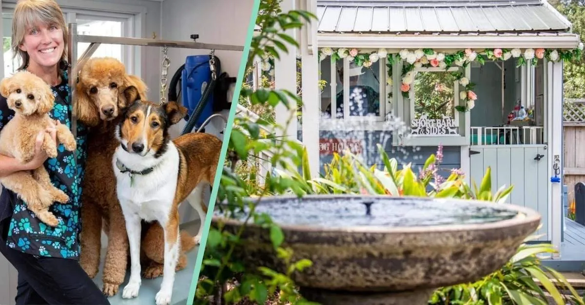 Short Bark and Sides — Dog Groomers in Auckland