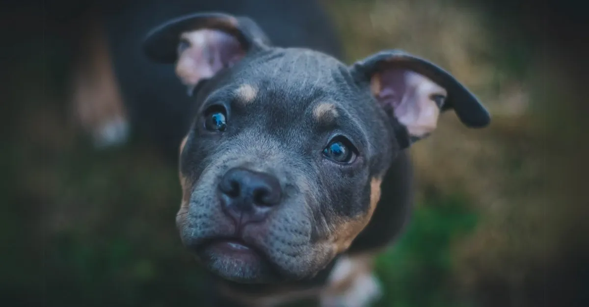 Clover Pet Grooming — Dog Groomers in Christchurch