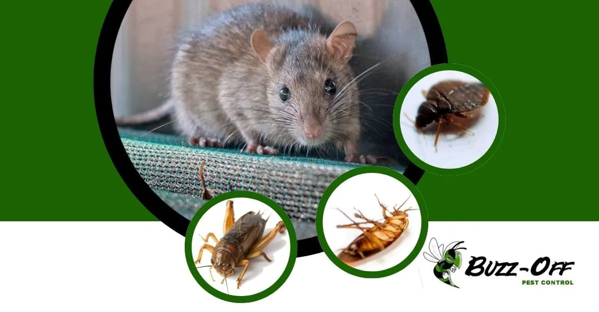 Buzz Off Pest Control — Pest Control Services in Manukau