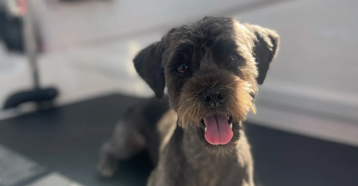 Deluxe Pet Grooming — Dog Groomers in Silverdale