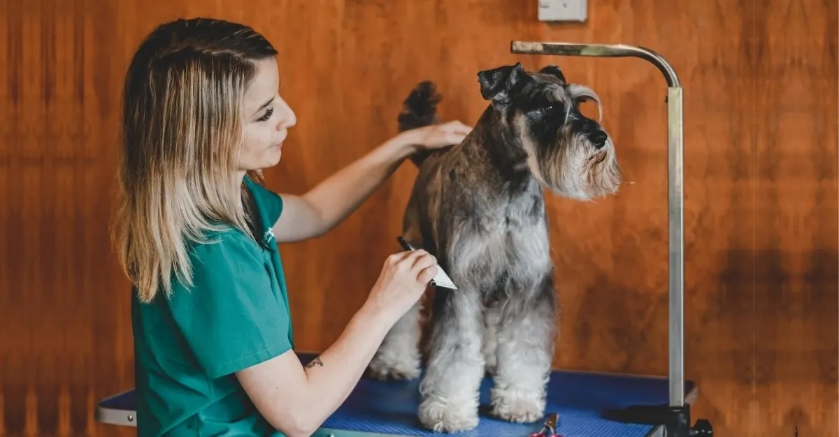 Country Clips Holistic Dog Grooming Salon — Dog Groomers in Palmerston North